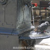 ワルシャワ新市街広場鳩の水浴び