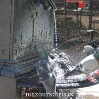 ワルシャワ新市街広場鳩の水浴び