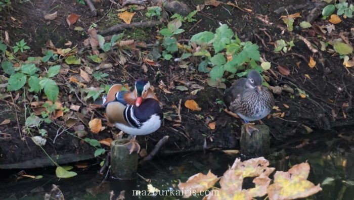 ポーランドワルシャワ黄金の秋の時期ワジェンキ公園