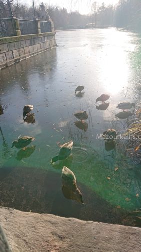 ワルシャワ観光ワジェンキ公園リス鴨白鳥