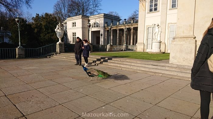 ワルシャワ観光ワジェンキ公園リス鴨白鳥