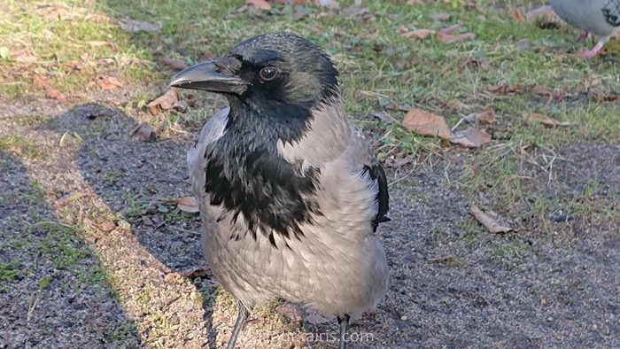 ワルシャワ観光ワジェンキ公園リス鴨白鳥カラス