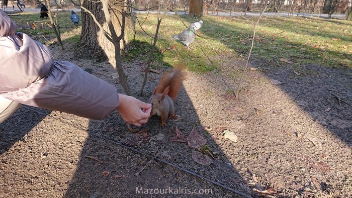 ワルシャワ観光ワジェンキ公園リス鴨白鳥