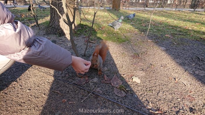 ワルシャワ観光ワジェンキ公園リス鴨白鳥