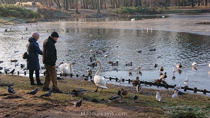 ワルシャワ観光ワジェンキ公園リス鴨白鳥