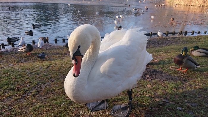 ワルシャワ観光ワジェンキ公園リス鴨白鳥