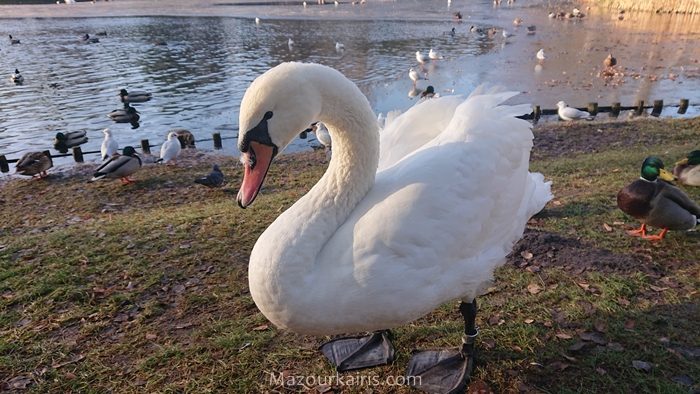 ワルシャワ観光ワジェンキ公園リス鴨白鳥