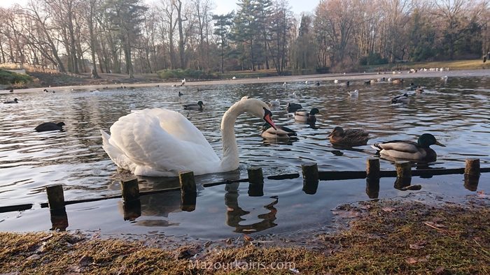 ワルシャワ観光ワジェンキ公園リス鴨白鳥