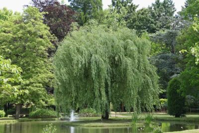 ポーランドの植物・木柳