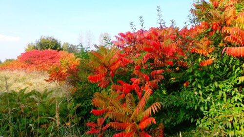 ニオイウルシ、ルスティファナポーランドの秋の木紅葉