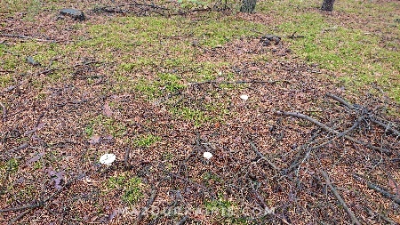 ポーランドできのこ狩り