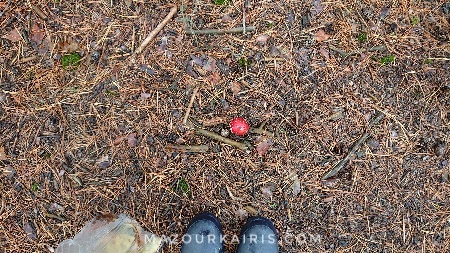 ポーランドできのこ狩り