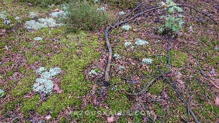 ポーランドできのこ狩り