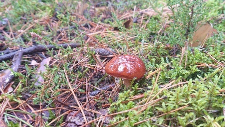 ポーランドできのこ狩り