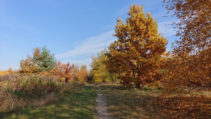 ポーランドの黄金の秋散歩黄葉紅葉植物