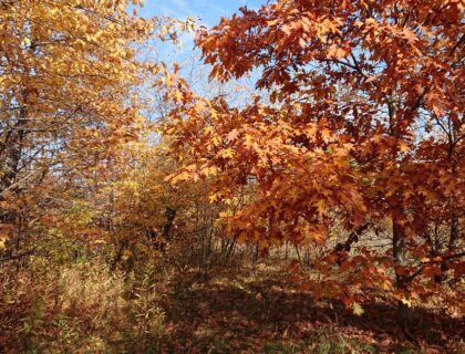 ポーランドの黄金の秋散歩黄葉紅葉植物