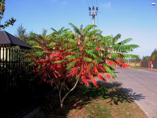 ニオイウルシ、ルスティファナポーランドの秋の木紅葉