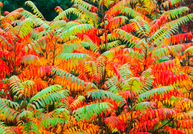ニオイウルシ、ルスティファナポーランドの秋の木紅葉