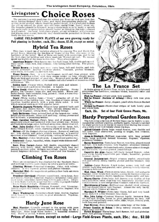 Free Printable Flower Catalog pages MazourkaIris