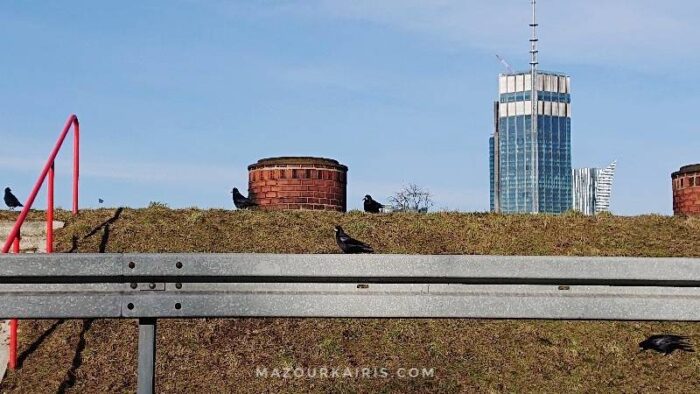 ポーランド日常風景カラスの種類特徴見分け方