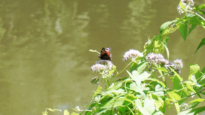 ポーランド日常生活小旅行アルカディア公園ウォヴィチ