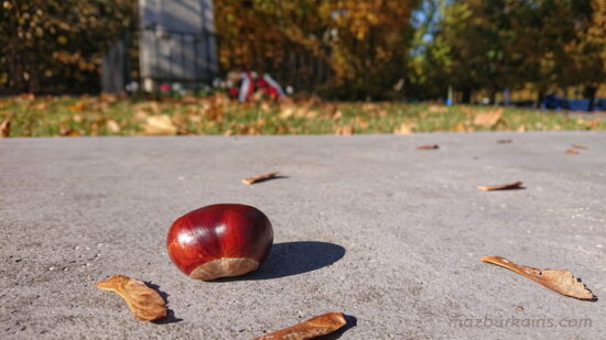 秋のポーランド日常生活ワルシャワ観光栃の実トチノミハロウィン